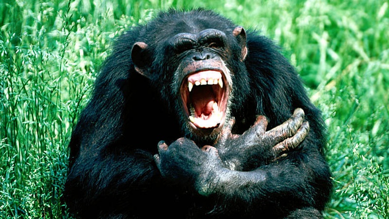 Back Off!, Chimpanzee